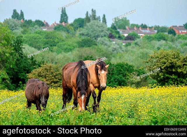 Horses grazing in the field full of buttercup flowers in Woodgate Valley Country Park