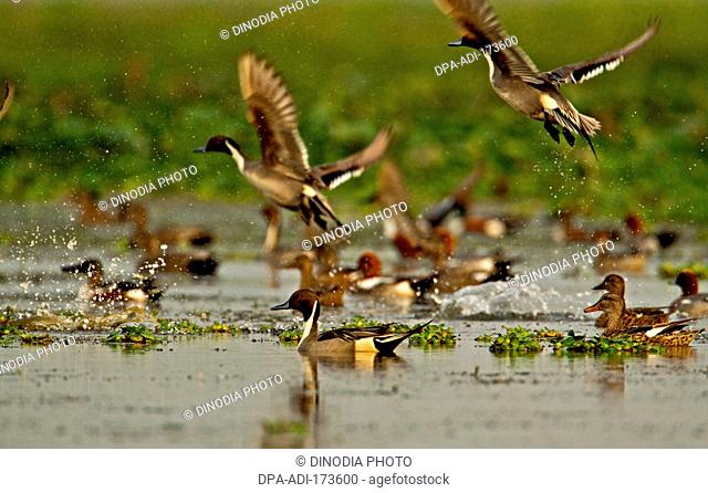Ducks flying over water , Magudi wetlands , Assam , India