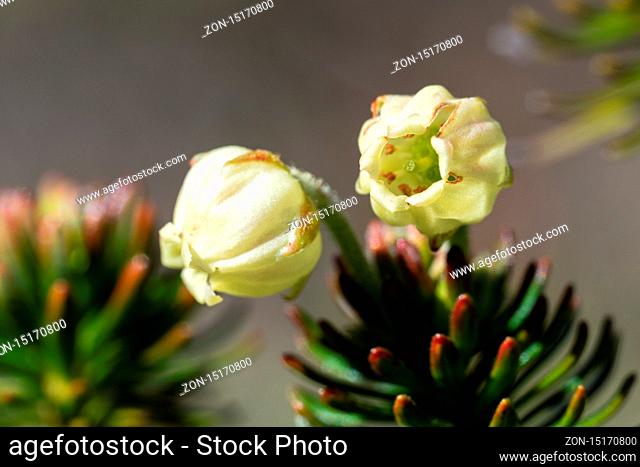 Macrophotography, closeup view of golden flowers Siberian Juniper (Juniperus sibirica Burgsd) - medicinal evergreen coniferous plant on sunny day