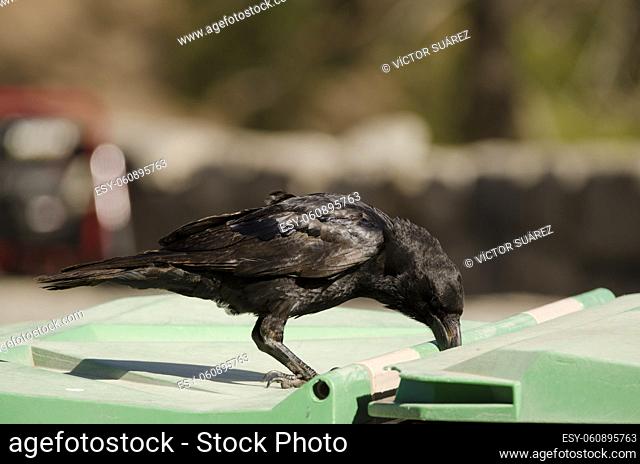 Canary Islands raven Corvus corax canariensis looking for food in a garbage container. The Nublo Rural Park. Tejeda. Gran Canaria. Canary Islands