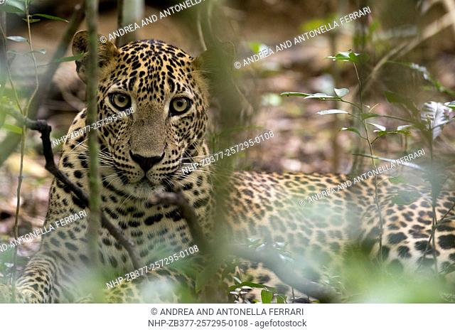 Sri Lankan leopard Panthera pardus kotiya, Wilpattu National Park, Sri Lanka