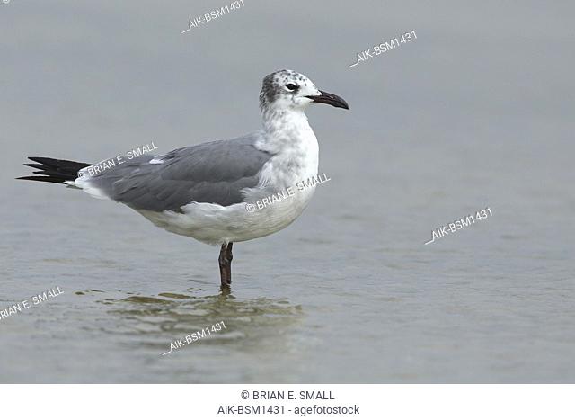 Adult non-breeding Laughing Gull (Larus atricilla) resting on in shallow water. Galveston Co., TX April 2016