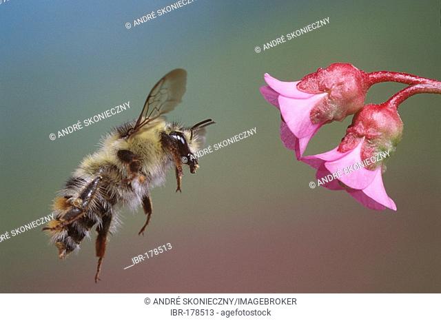 Shrill Carder Bee (Bombus sylvarum)