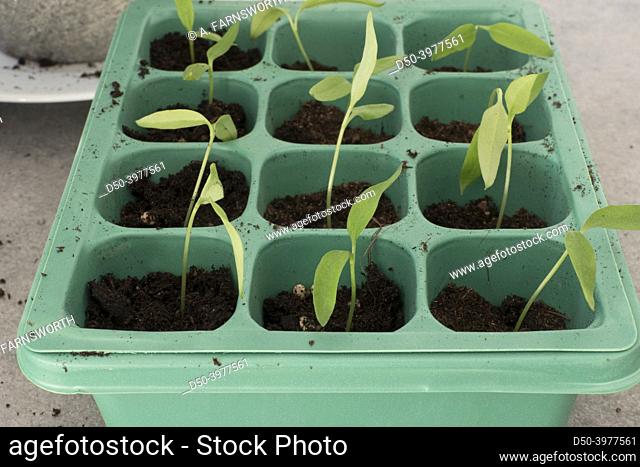 Small seedlings get planted in small pots