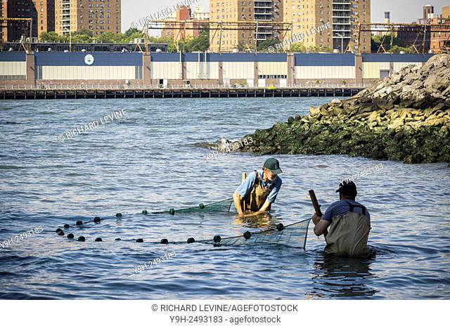 Using a seine, workers from the NYS Dept. of Environmental Conservation collect a sample of fish at the Brooklyn Bridge Park site in the Great Hudson River...