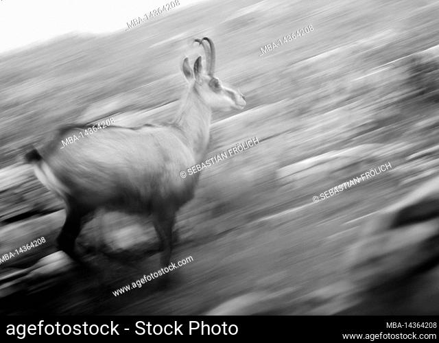 A chamois fleeing uphill in monochrome