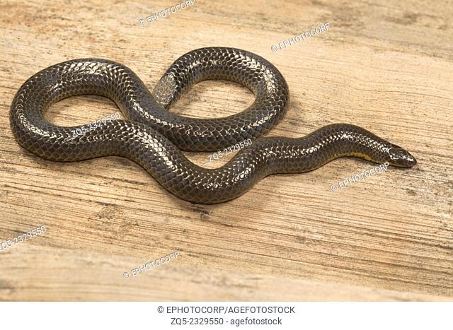 Shieldtdail snake Uropeltis sp. Family: Uropeltidae, Satara, Maharashtra, India