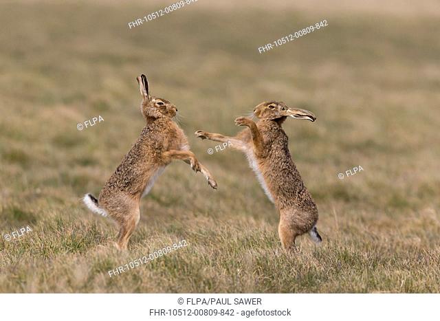European Hare (Lepus europaeus) adult pair, 'boxing', female fighting off male in grass field, Suffolk, England, March