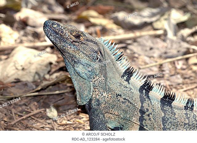 Black Iguana Carara national park Costa Rica Ctenosaura similis