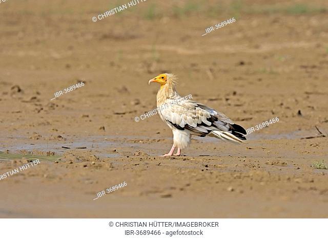 Egyptian Vulture, White Scavenger Vulture or Pharaoh's Chicken (Neophron percnopterus), Uttar Pradesh, India