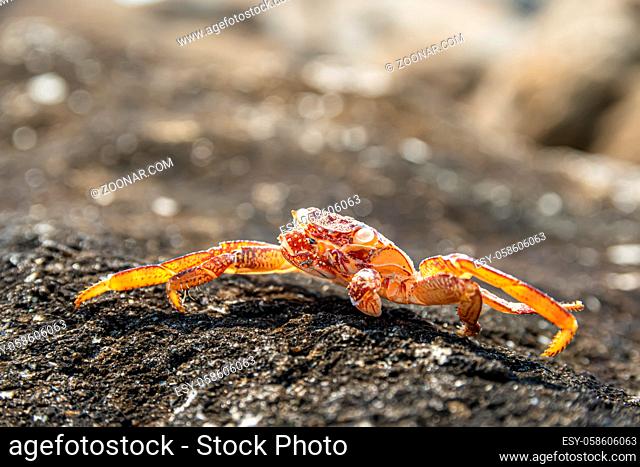 Dead red giant blue crab cooked in the sun on the stone shore of the asian sea