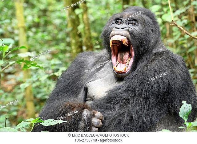 Silverback eastern lowland gorilla yawning (Gorilla beringei graueri) in the equatorial forest of Kahuzi Biega National Park