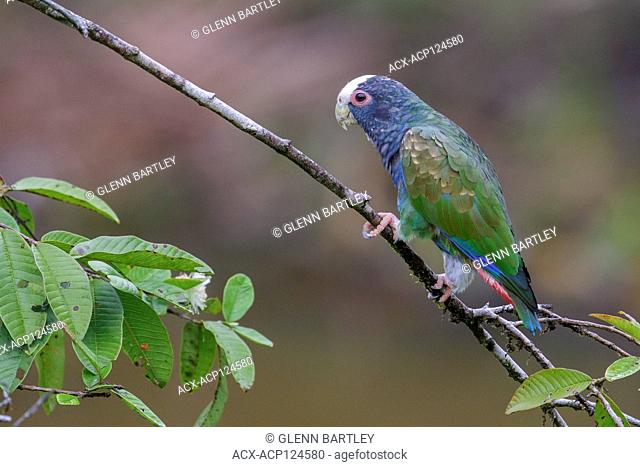White-crowned Parrot (Pionus senilis) perched on a branch in Costa Rica
