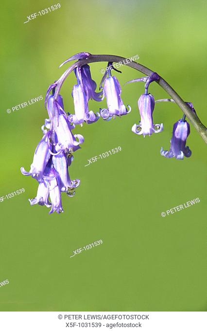 Bluebell Hyacinthoides non-scripta Petersfield Hampshire