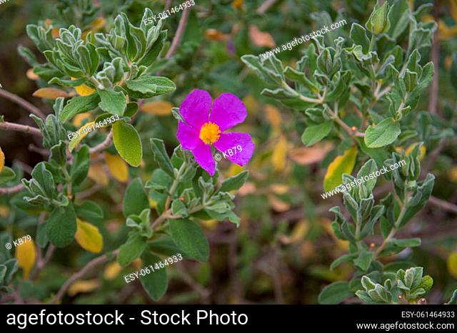 Cistus albidus, the grey-leaved cistus, is a shrubby species of flowering plant in the family Cistaceae, with pink to purple flowers