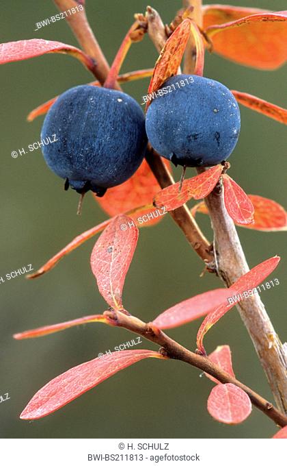 dwarf bilberry, blueberry, huckleberry, low billberry (Vaccinium myrtillus), fruits at the autumn twig, USA, Alaska, Denali Nationalpark