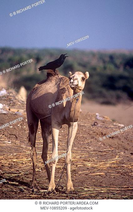 Brown-necked raven perched on a camel calling (Corvus ruficollis)