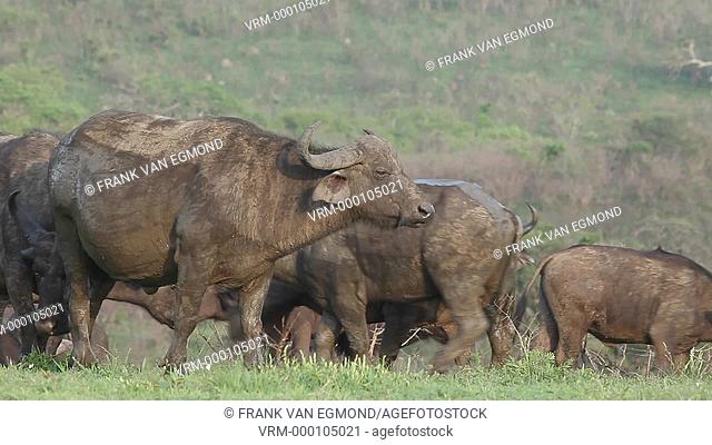African Buffalo Syncerus Caffer herd. Hluhluwe Imfolozi, South Africa