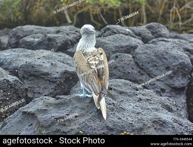 Blue-footed booby (Sula nebouxii), Isla Seymour Norte, Galapagos Islands, Ecuador