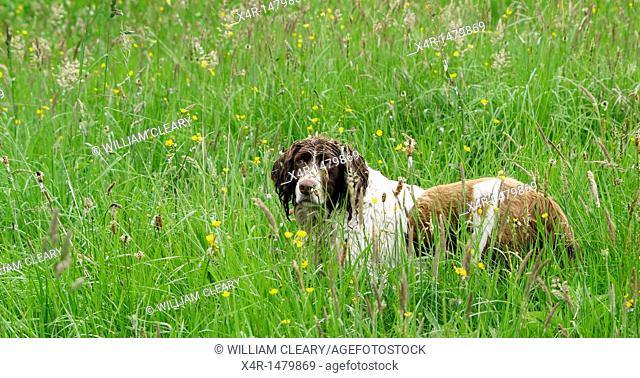 Springer Spaniel in a meadow