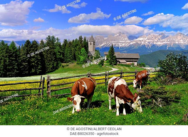 Grazing cattle, in the background the church of St Helena and the Catinaccio Group, Nova Ponente, Dolomites, Trentino-Alto Adige, Italy
