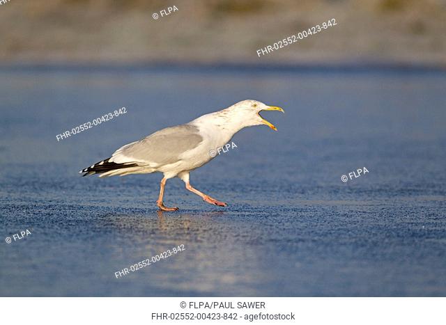 Herring Gull (Larus argentatus) adult, winter plumage, calling, walking across ice of frozen pond, Suffolk, England, January