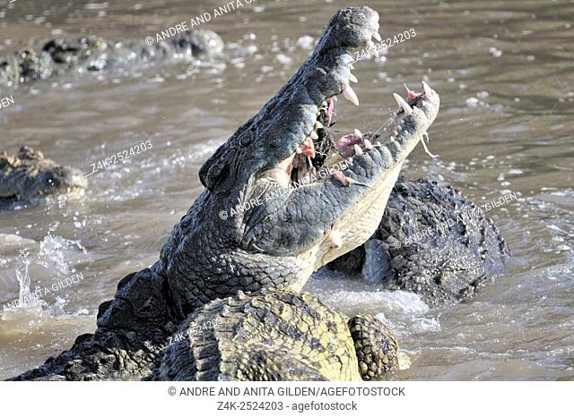 Nile Crocodile (Crocodylus niloticus) eating on Wildebeest (Connochaetes taurinus) after killing in Grumeti river, Serengeti national park, Tanzania