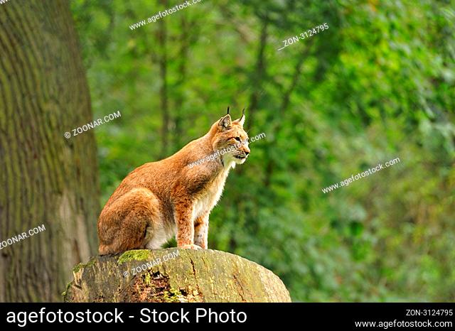 Wild animals in forest.Eurasian Lynx (lynx lynx).Der Luchs