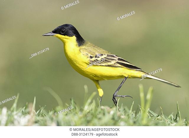 Africa, Ethiopia, Rift Valley, Ziway lake, . Yellow Wagtail (Motacilla flava feldegg), on the ground, hunting insects