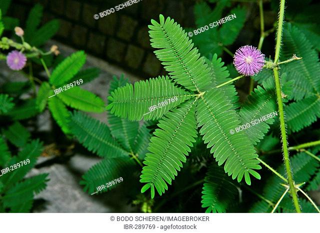 Mimosa blossom and leaf