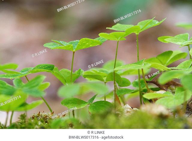 common wood sorrel, wood-sorrel, Irish shamrock Oxalis acetosella, view from below, May
