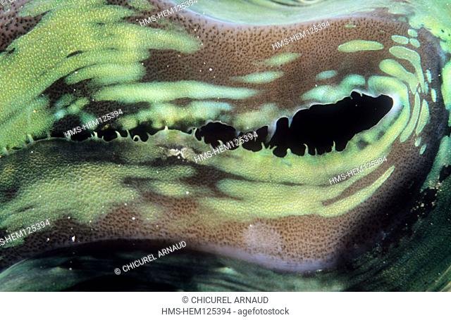 Egypt, Red Sea, siphon of a giant clam