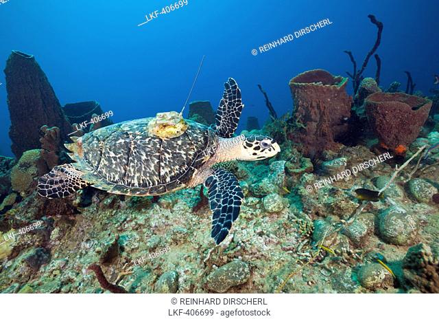 Hawksbill Turtle tagged with Transmitter, Eretmochelys imbriocota, Caribbean Sea, Dominica, Leeward Antilles, Lesser Antilles, Antilles, Carribean, West Indies