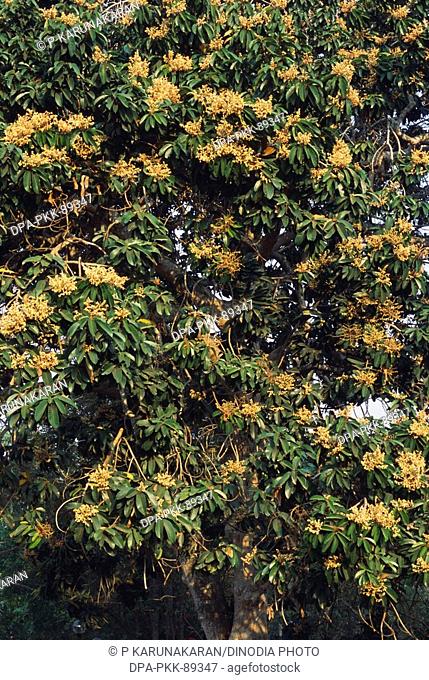 White Damor , tree bloomed , Indian Copal tree , Vateria Indica Diptero Carpaceae , India