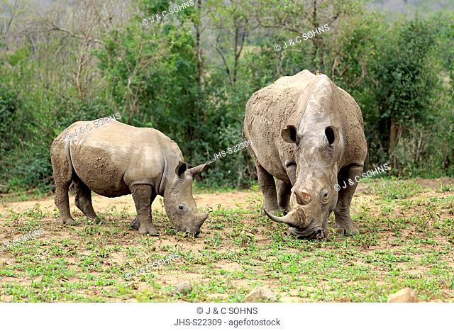 White Rhinoceros, Square-Lipped Rhinoceros, (Ceratotherium simum), adults female with young feeding, searching for food, Hluhluwe Umfolozi Nationalpark