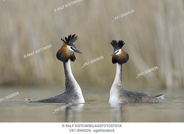 A parir of Great Crested Grebe / Grebes / Great Cresties (Podiceps cristatus) in courtship mood, wildlife, Germany, Europe