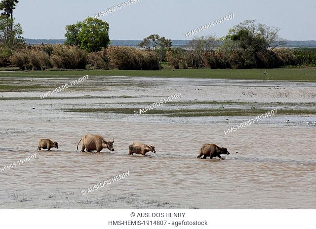 Thailand, Thale Noi, Water Buffalo (Bubalus bubalis), female and calves