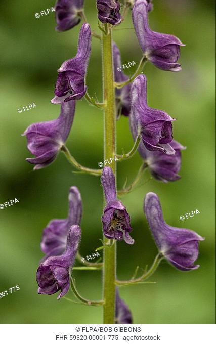 Northern Monkshood Aconitum septentrionale close-up of flowers, Norway
