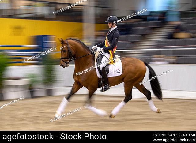 24 October 2020, Lower Saxony, Verden: The stallion Va`Pensiero is presented at the stallion licensing. Several dozen young stallions of the Hanoverian and...
