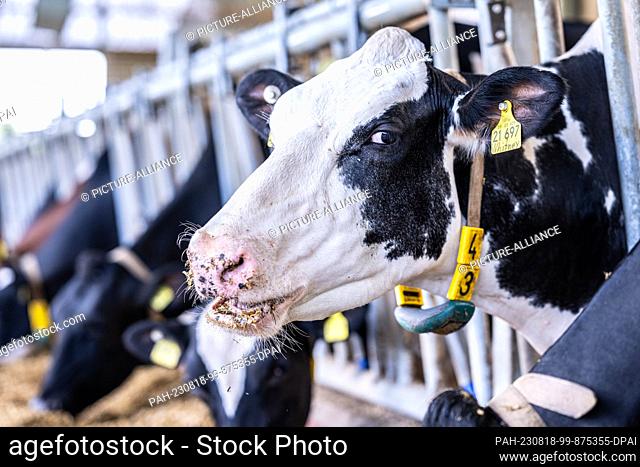 PRODUCTION - 16 August 2023, North Rhine-Westphalia, Ahaus: INI Robots in the cow barn - farmers rely on automation. A cow with a chip collar from GEA