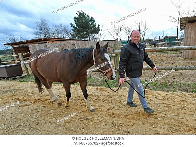 Farmer Andreas Strahlmann walks with his gelding Santos at his farm in Wettmar, Germany, 28 February 2017. 60 horses live in the horse boxes he rents out to...