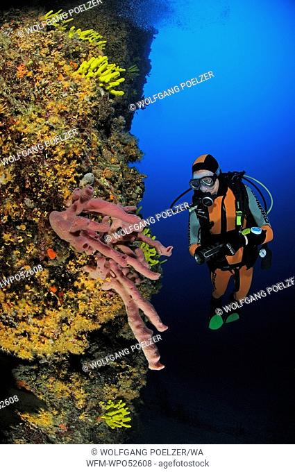 Diver and Pink Tube Sponge, Haliclona mediterranea, Cres Island, Mediterranean Sea, Croatia