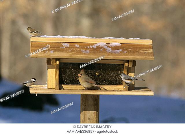 Northern Cardinal female, Tufted Titmouse, Carolina Chickadee & Am. Goldfinch at feeder, IL