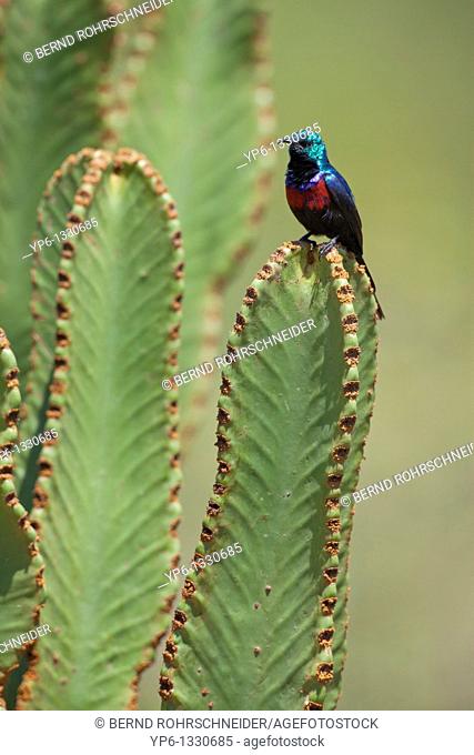 male Red-chested Sunbird, Cinnyris erythrocercus, male sitting on euphorbie, Uganda