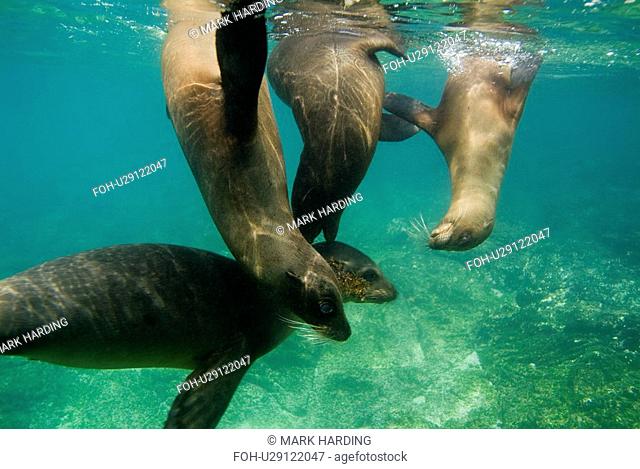 Galapagos sea lion Zalophus californianus wollebacki. Galapagos, Pacific Ocean