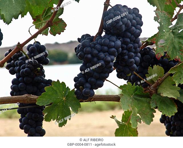 Bunches grapes, irrigated, production, wine, township, Lagoa Grande, Pernambuco, Brazil