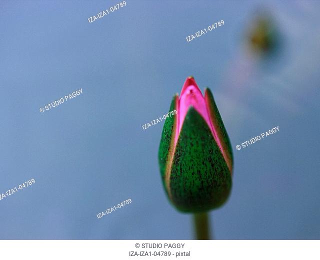 Close-up of a lotus bud