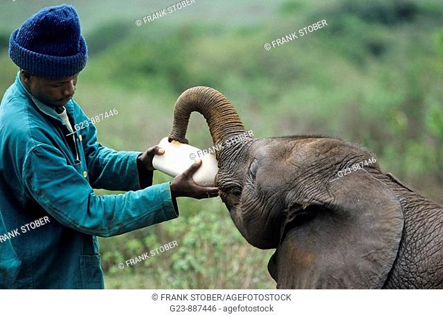 Sheldrick Elephant orpancy