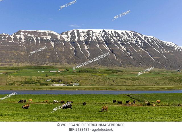 Livestock and dairy farming, cattle grazing in Northern Iceland, Iceland, Northern Europe, Europe