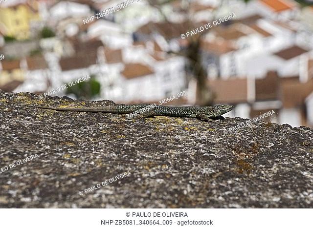 Madeira lizard, Teira dugesii. Is the sole flightless vertebrate endemic to the Madeira Archipelago, although it had been introduced to some islands of the...